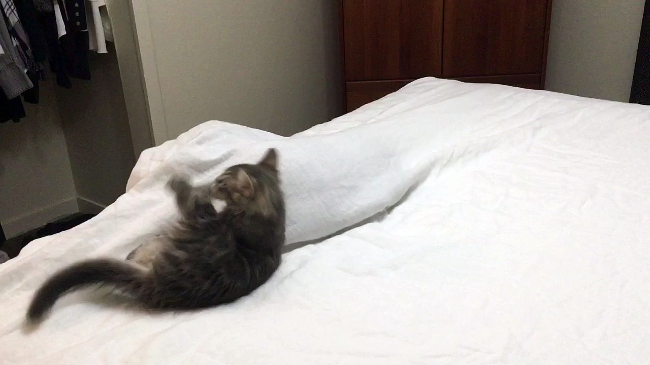 Luna and Case help make the bed