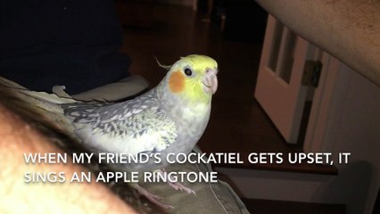 Un cockatiel qui joue la sonnerie Apple à la perfection