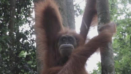 Indonesia lucha por frenar la amenaza de extinción de los orangutanes
