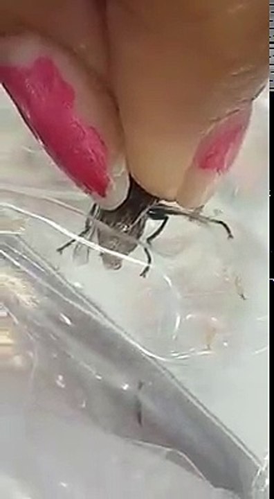 The Fly WARN(M)ING.
