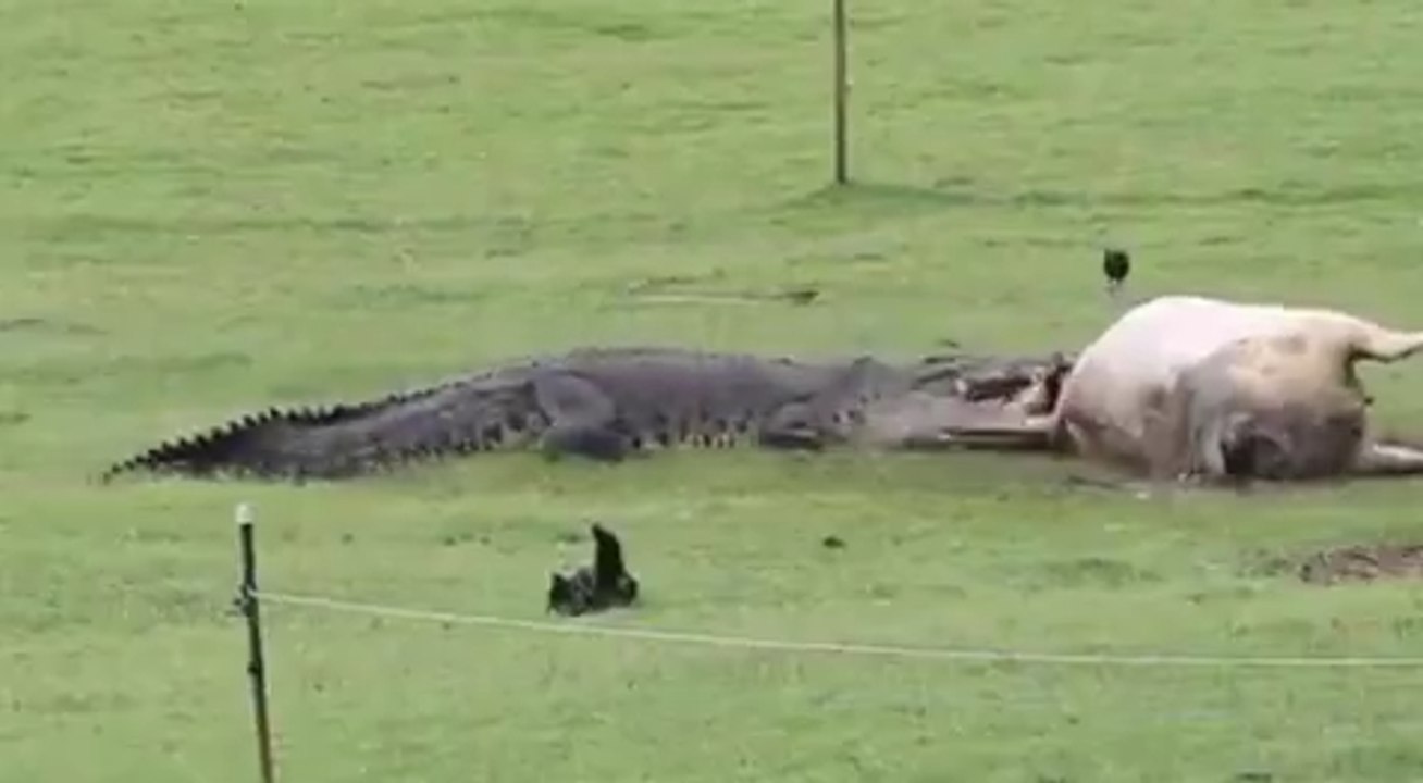 Crocodile Eats Cow In Front Of Shocked Australian Family
