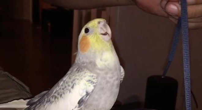 Whenever This Cockatiel Gets Stressed, It Starts Chirping The iPhone Ringtone