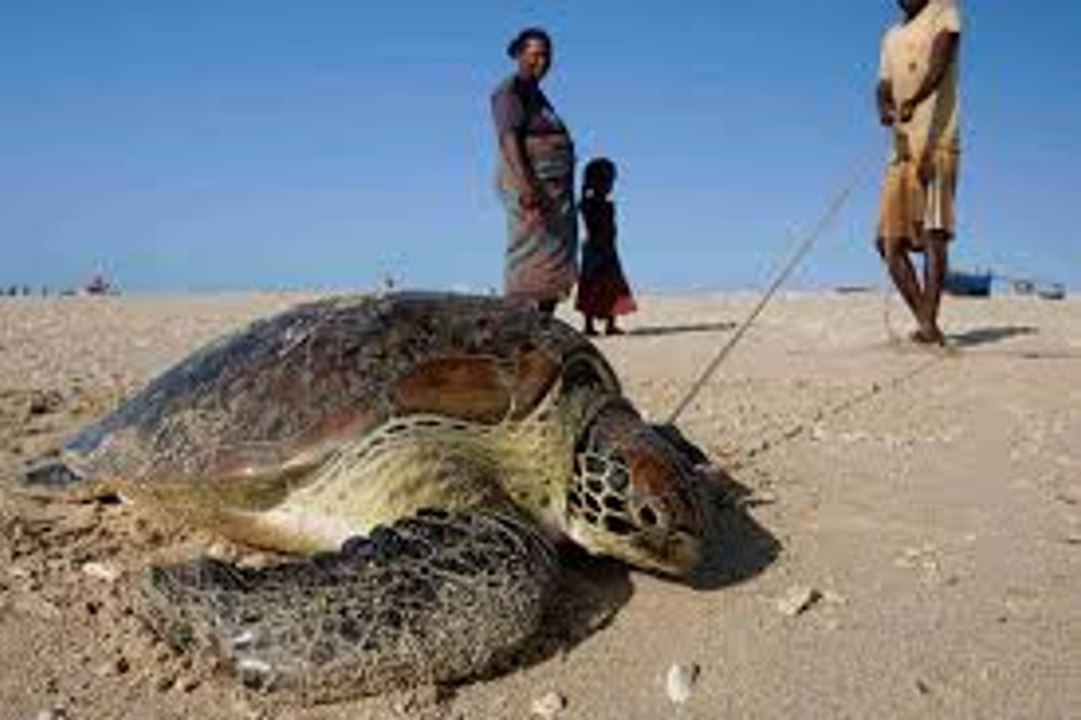 Travel Planet - Madagascar