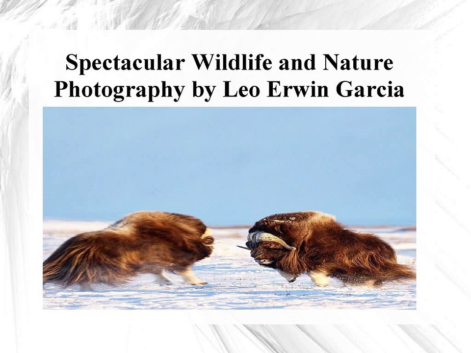 Spectacular Wildlife and Nature Photography by Leo Erwin Garcia
