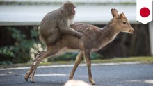 メスザルがシカに求愛　 疑似交尾確認される - トモニュース