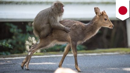 メスザルがシカに求愛　 疑似交尾確認される - トモニュース