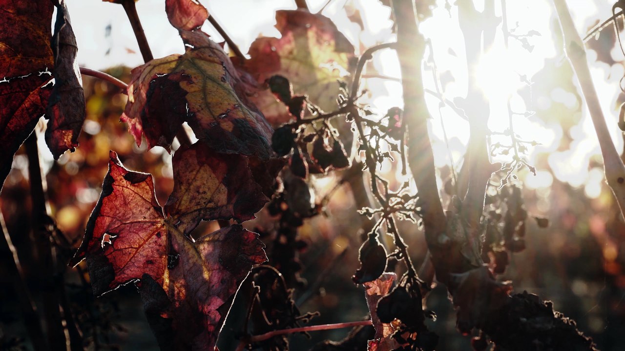 Concours Mondial de Bruxelles (Promotional Video Portugal)