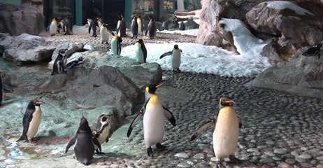 Jurong Bird Park Welcomes First Baby King Penguin in Nearly a Decade