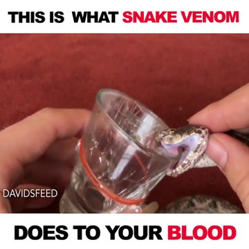 Regardez les effets du venin de serpent sur notre sang... Incroyable