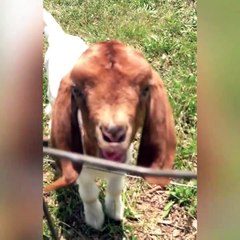 Il essaie d'apprendre à sa chèvre à bêler mais elle n'u arrive pas