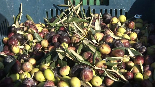Binlerce yıllık taş baskı zeytinyağı geleneği