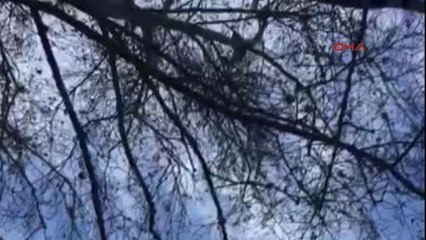 Antalya Kemer'de Görülen Maymun Şaşırttı