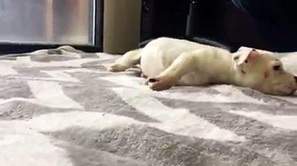 Elle trouve une portée de chiots abandonnée et réalise que quelque chose ne va pas...