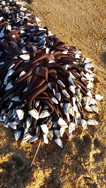 Elle trouve une étrange créature marine sur une plage du pays basque