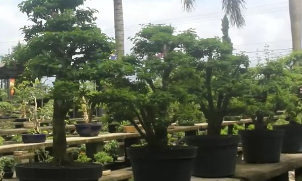 Keunikan Tanaman Bonsai Diminati Hingga Mancanegara