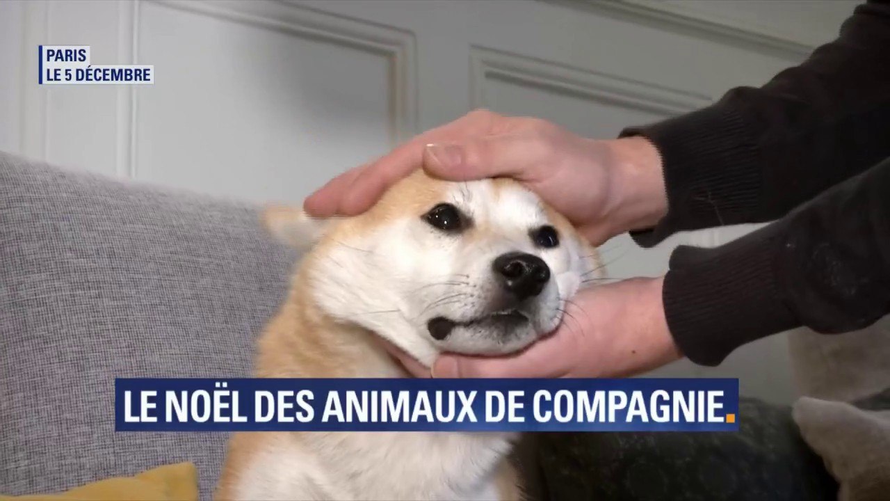 Nos animaux sont-ils heureux de recevoir un cadeau à Noël ?