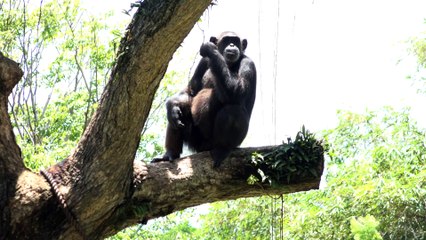 Monkey on a tree with funny actions in the zoo - 4k high-quality nature videos