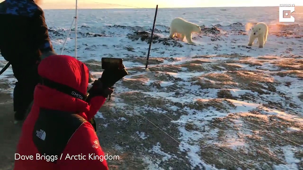 Ces bébés ours polaire vont à la rencontre de photographes au canada