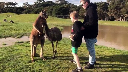 Ce kangourou met une droite en plein visage d'un enfant !