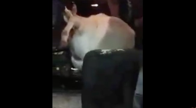 Encastré dans un camion, ce cheval n'a pas résisté au choc sur l'autoroute !