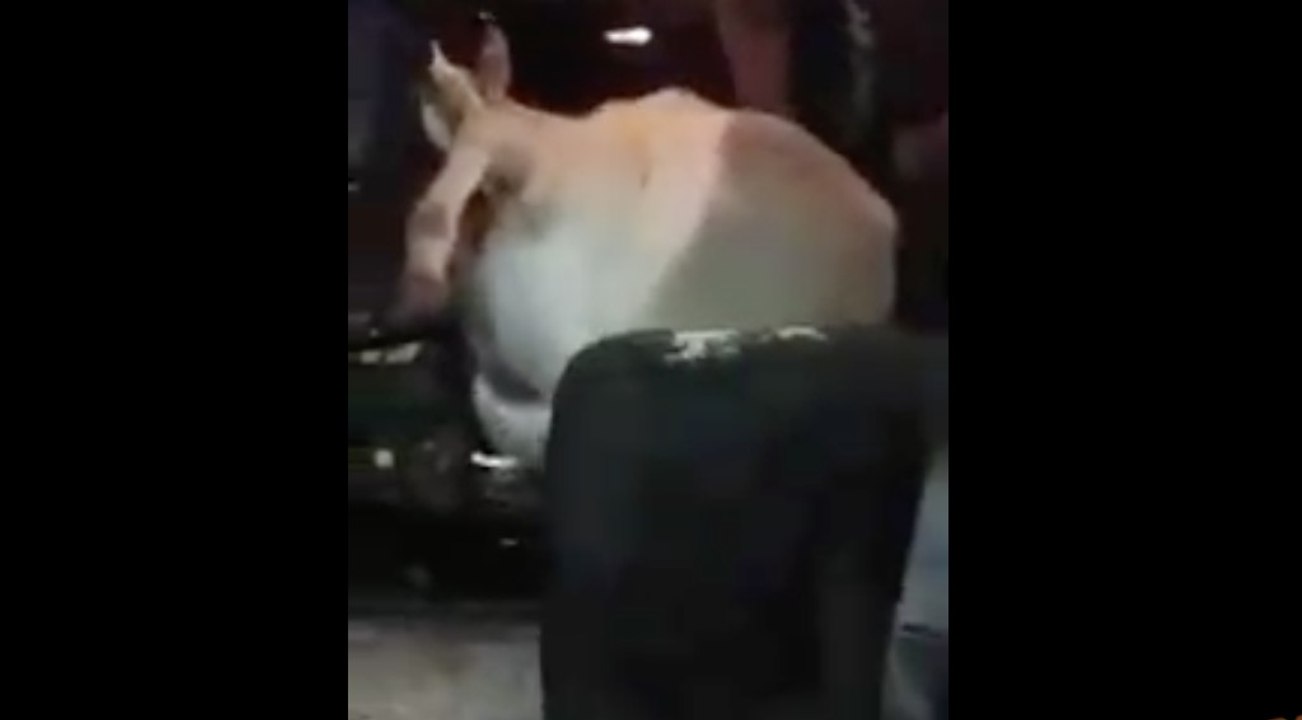 Encastré dans un camion, ce cheval n'a pas résisté au choc sur l'autoroute !