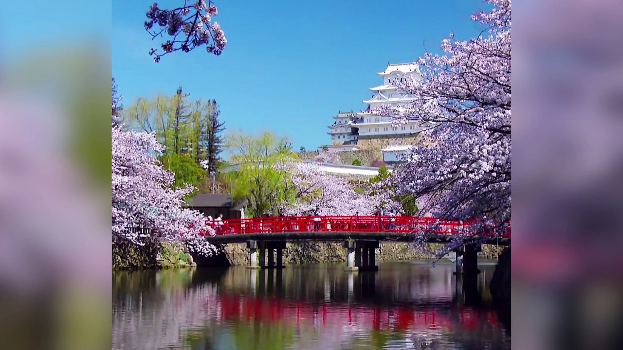 De magnifiques cerisiers en fleur à Himeji Castle au Japon !