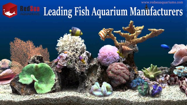 Aquarium Maintenance Companies| Aquarium Manufacturers Jeddah