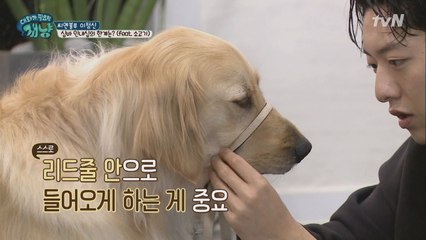 대형견 필수템! 머리 리드줄 착용! 교육 천재 이정신