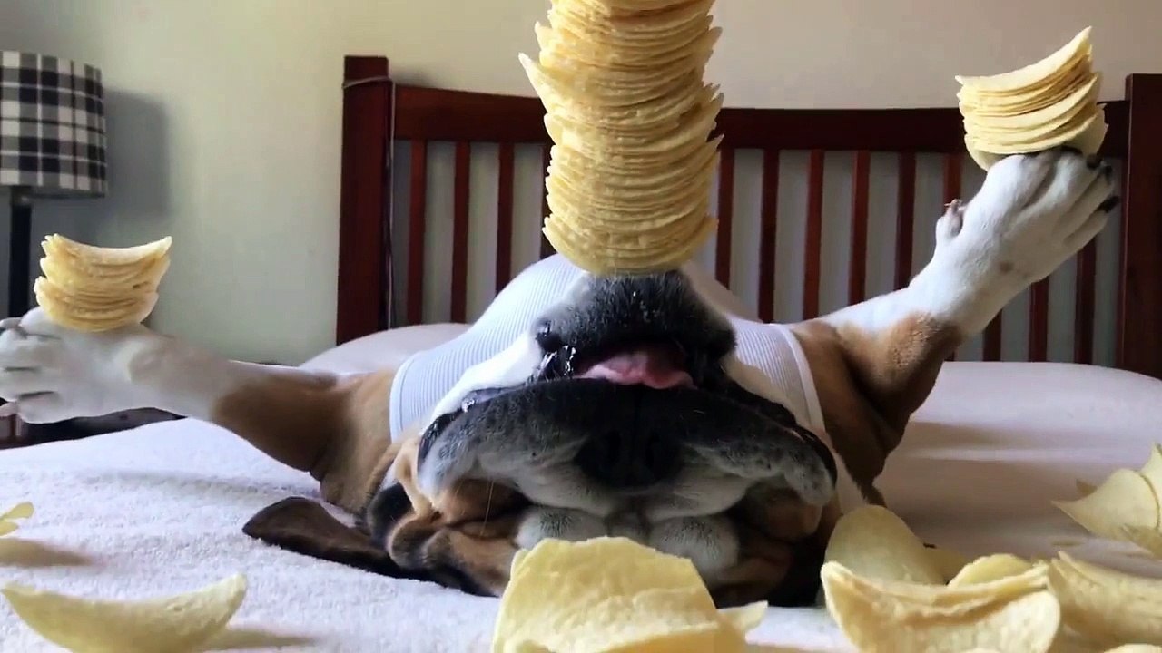 un chien dort en équilibre avec des pringles sur lui LOL