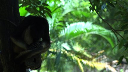 Monkey sleeping on tree