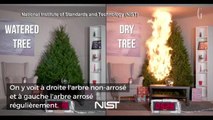 Voici pourquoi vous devez absolument arroser votre arbre de Noël 