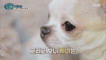 루이&밍이만 챙기는 엄마! 제니 삐졌어! 서럽제니ㅠㅠ