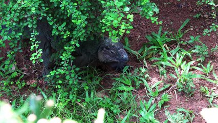A unique reptile hiding in plants-moments of amazing Mother Nature 4k/30fps