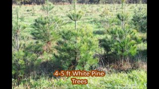 4 ft and 5 ftEvergreens    Pines and Spruce Trees