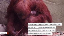 Rare Orangutan Born At Chester Zoo