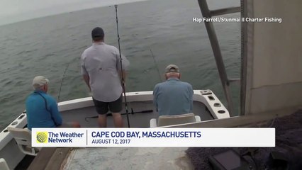 Un requin blanc mord un poisson attrapé par des pêcheurs !