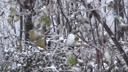 Bolu Dağı'nda Yoğun Sis Ulaşımı Zorlaştırdı