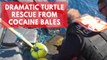 Turtle trapped by cocaine bales rescued