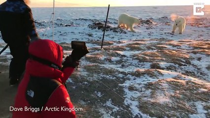 Ces bébés ours polaire vont à la rencontre de photographes