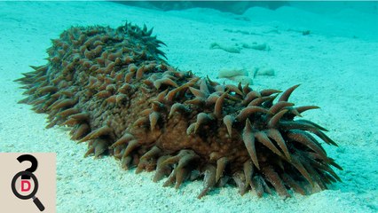 Top 5 Animale Care Nu Au Nevoie De Creier Pentru A Trai