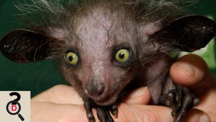 6 Dintre Cele Mai Ciudate Si Rare animale. Partea 1