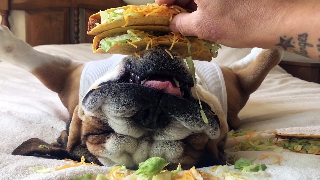 Taco Dog