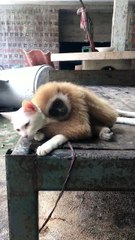 INSIDER THAILAND-Cat and monkey