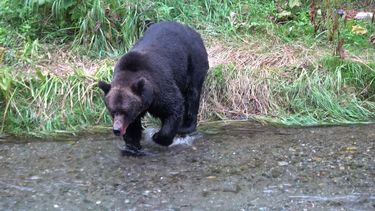 dag 8-9: Stewart - Hyder - Prince Rupert 11-12/08/17
