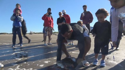 Tevez devuelve al mar argentino una tortuga marina rescatada