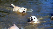 Un papa labrador apprend à nager à ses chiots