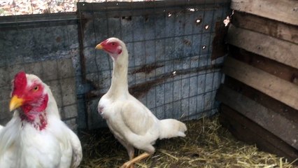 White Thai brood pen