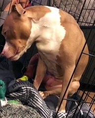 Quand un chien s'endort au ralenti