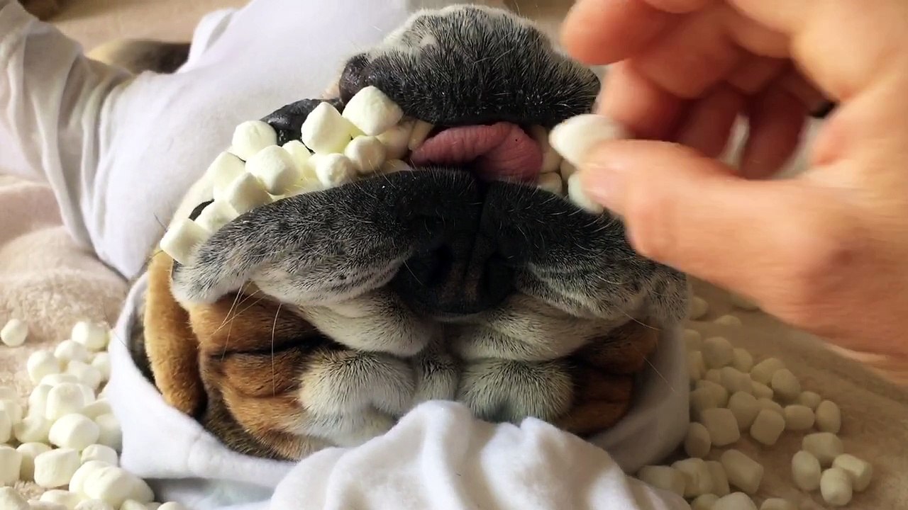 Marshmallow Dog