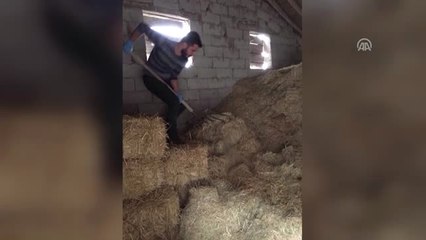 Polis Samanlıkta Dirgenle Uyuşturucu Aradı